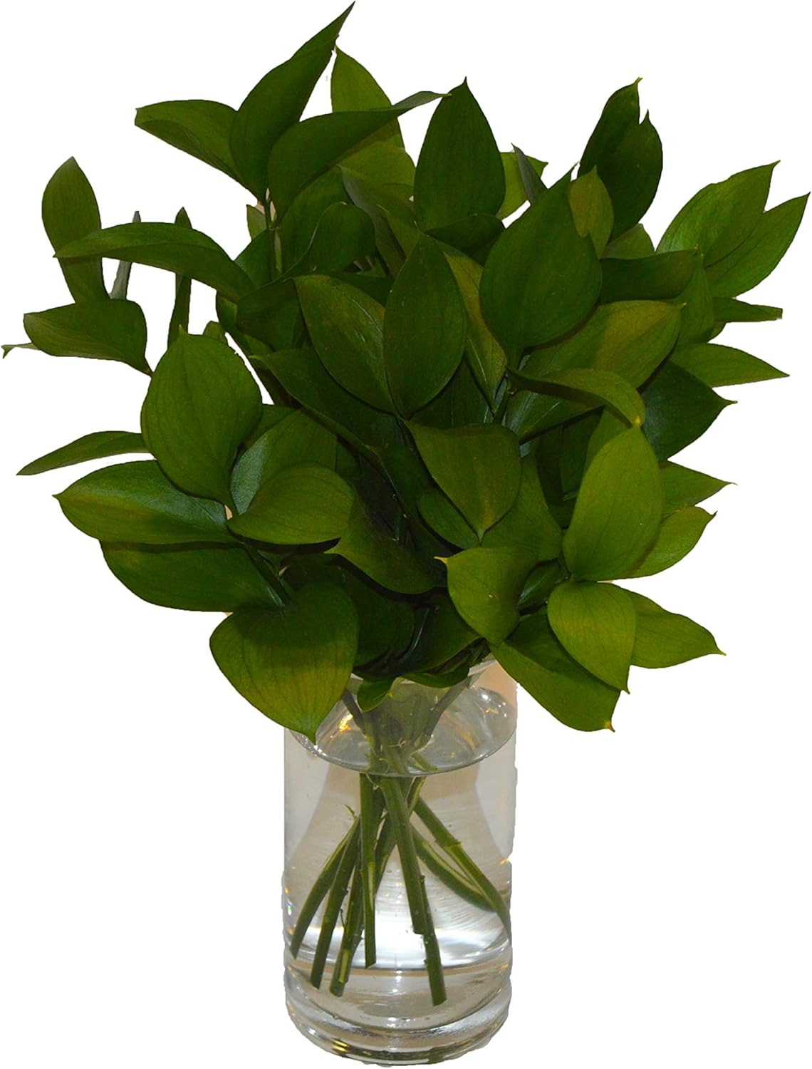 Fresh Cut Israeli Ruscus - Dark Green (3)
