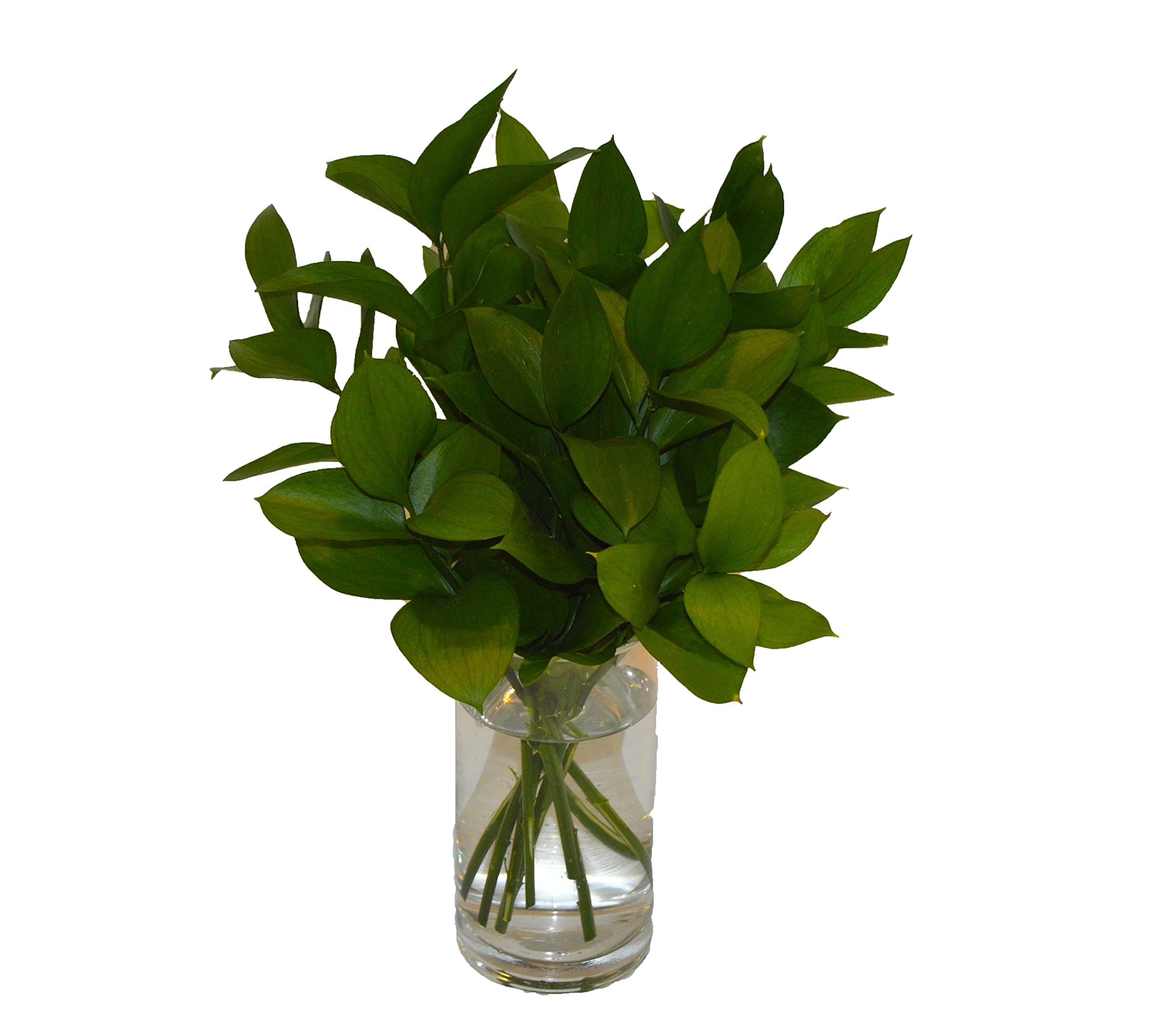 [1] Fresh Cut Israeli Ruscus