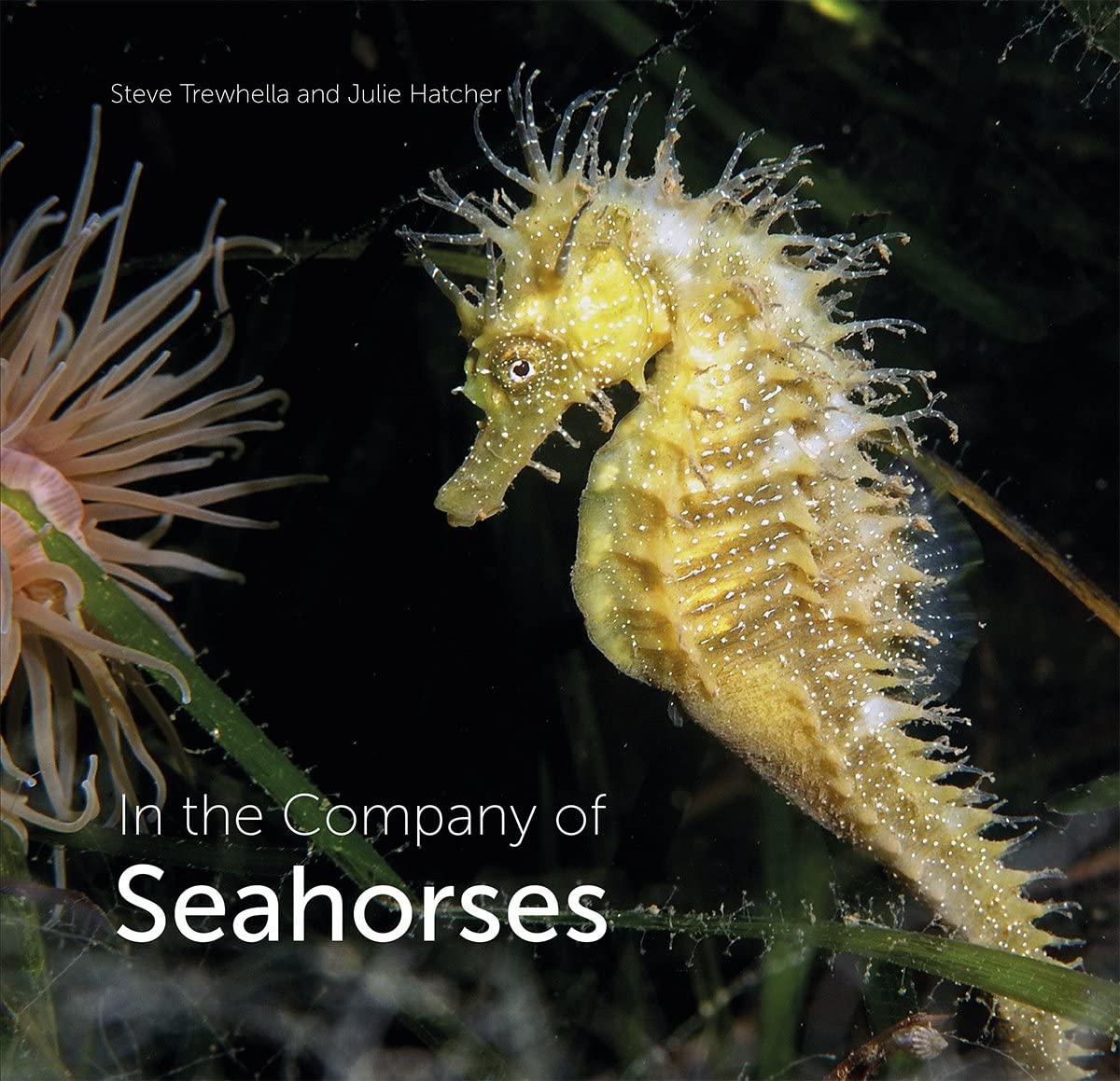 In the Company of Seahorses by Julie Hatcher (Hardback Book)