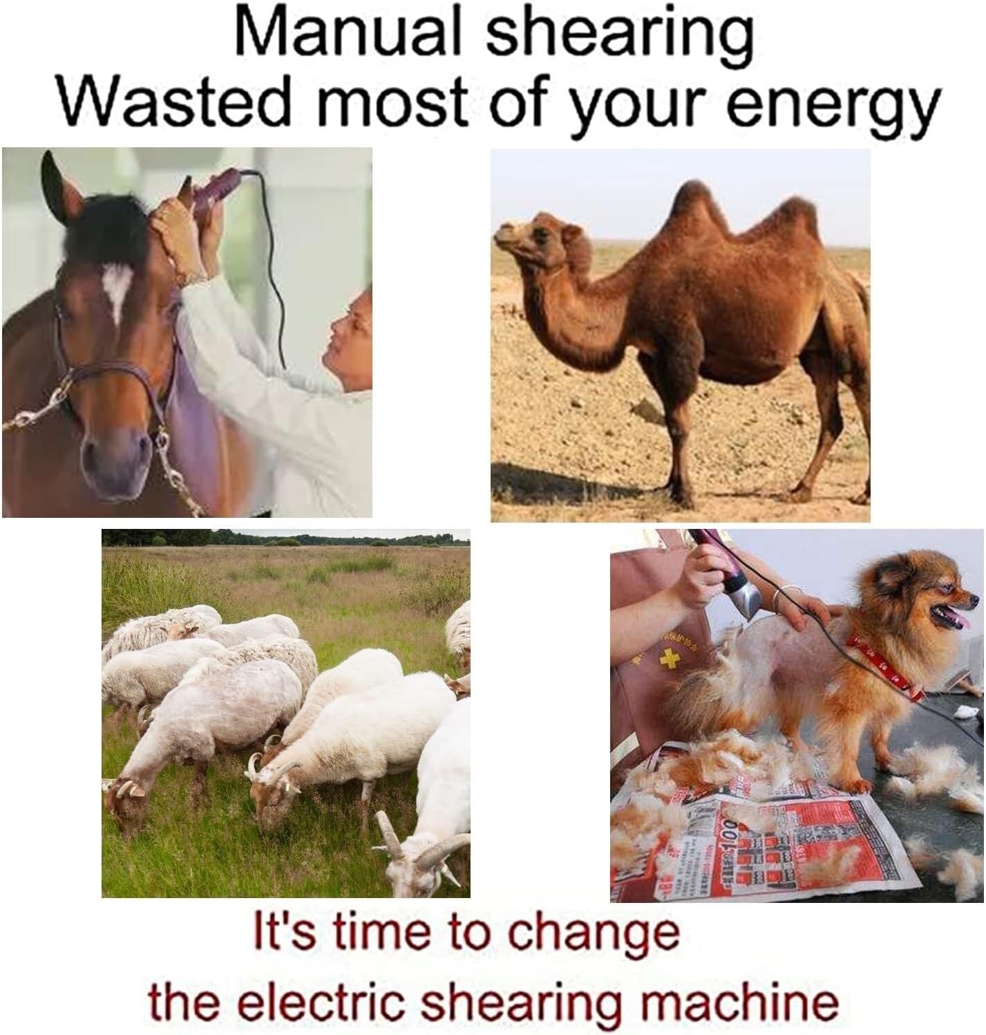 Horse Pet Trimmers with Tool Box,Professional Equine Trimmer, Livestock Electric Clipper for Wool in Sheep, Goats, Cattle, and Other Farm Livestock Pet (Color : Red, Size : 220V)