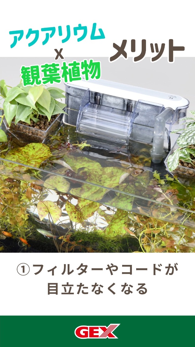 Amazon.co.jp: GEX リーフィット S 水草を簡単育成 磁石で固定 水槽に