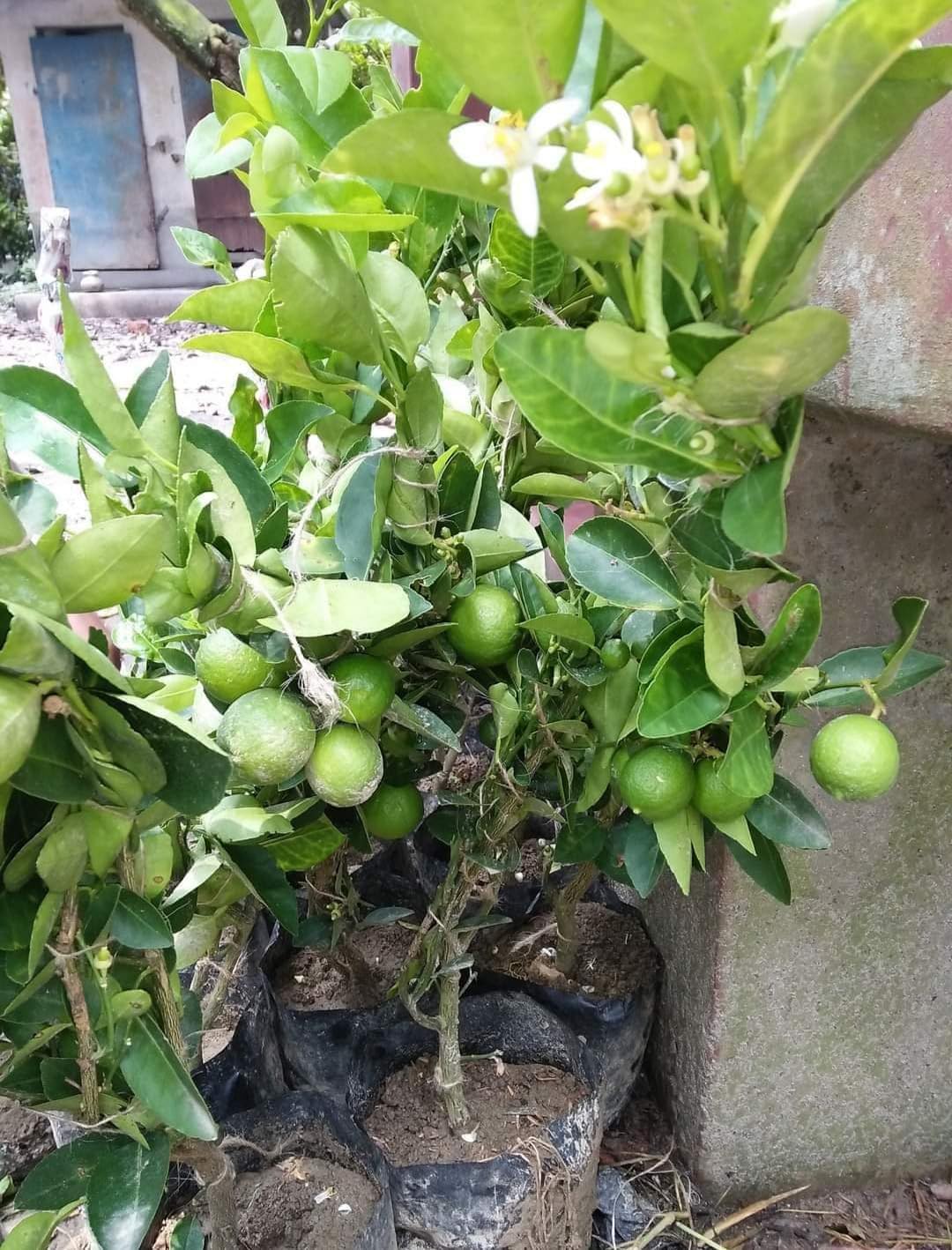 Cloud Farm Seedless Lemon Plant Dwarf Special Variety All Season Hybrid Gandharaj Nimbu/Nimboo Plant One Healthy Live Grafted Pati Nimboo plant Hight 2 feet,CF_L03 - Image 3 thumbnail