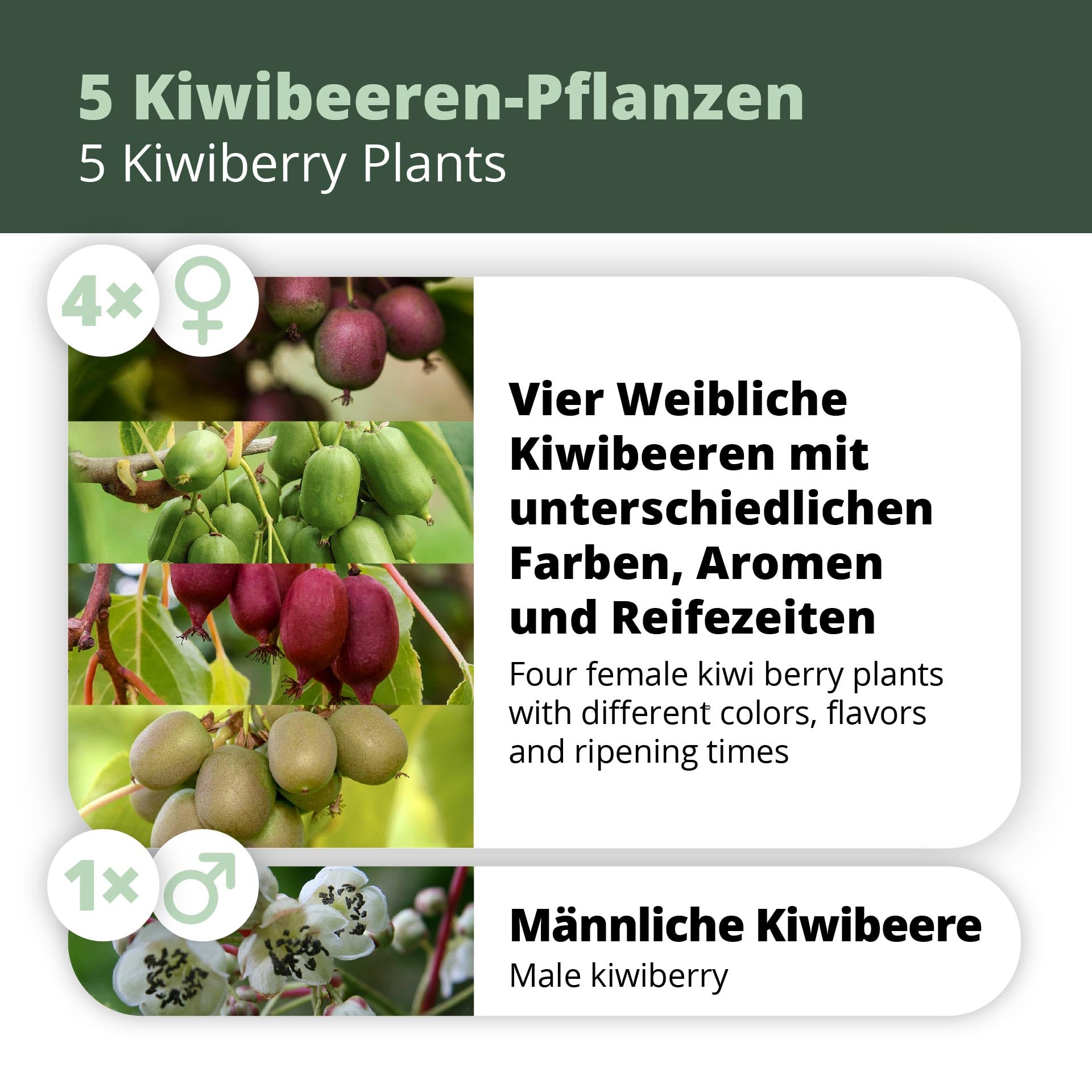 Kiwiri's Kiwibeeren Quintett - 5 Kiwipflanzen (Actinidia arguta) männlich und weiblich - Mini Kiwi - Sortengarantie direkt vom Züchter - Selbstfruchtendes Set