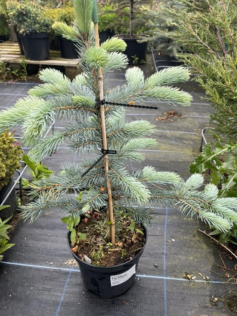 Picea pungens 'Fat Albert' Tree | Blue Colorado Spruce | 40/60cm (3L)