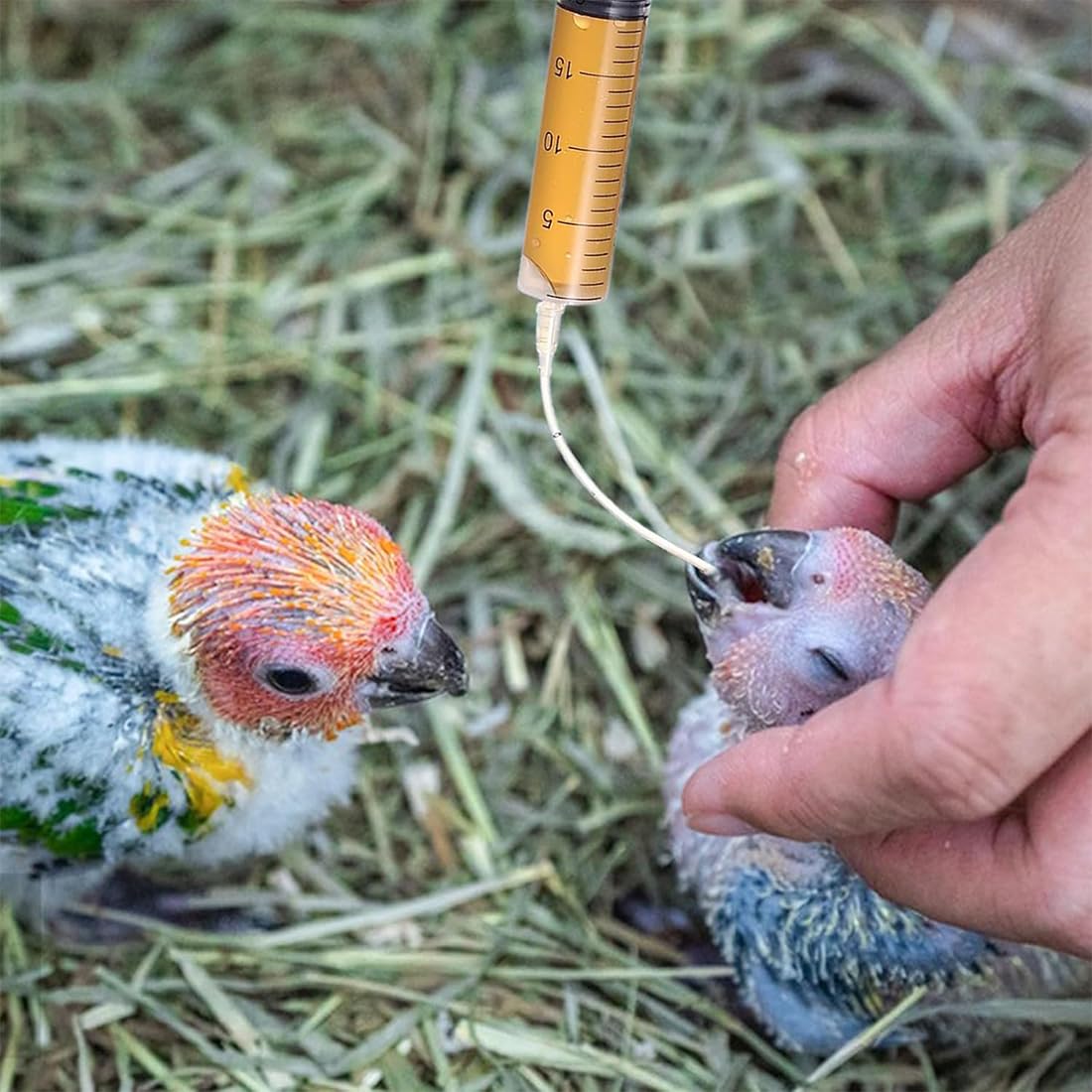 10 Pz Alimentatore Pappagalli, Inclusa 1 Siringa da 10 ml, Uccelli Alimentazione Tubi Veloce Alimentazione Tubo per Bambino Pet Uccelli