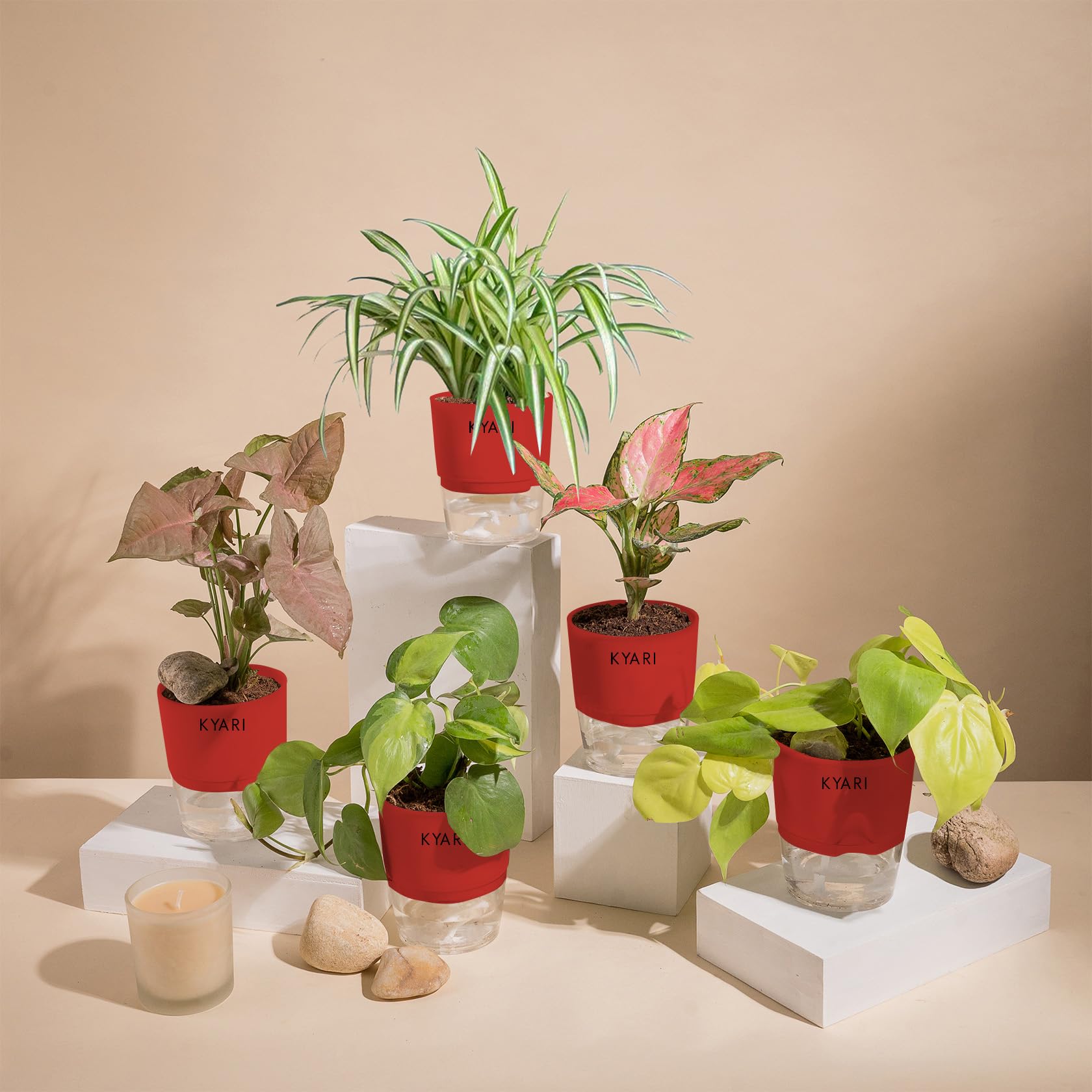 KYARI Aglaonema Pink-Golden Money-S Pink-Money V-Spider Combo of 5 Indoor Plants for Living Room | Live Plants | Plants with Red Pot for Home Air purifier plants | Plants for Home Decor & Garden (B0CHYXCTCF) Amazon Price History, Amazon Price Tracker
