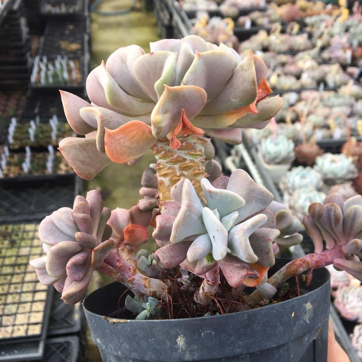 Amazon.co.jp: 多肉植物 エケベリア キュービックフロスト 大株 生産