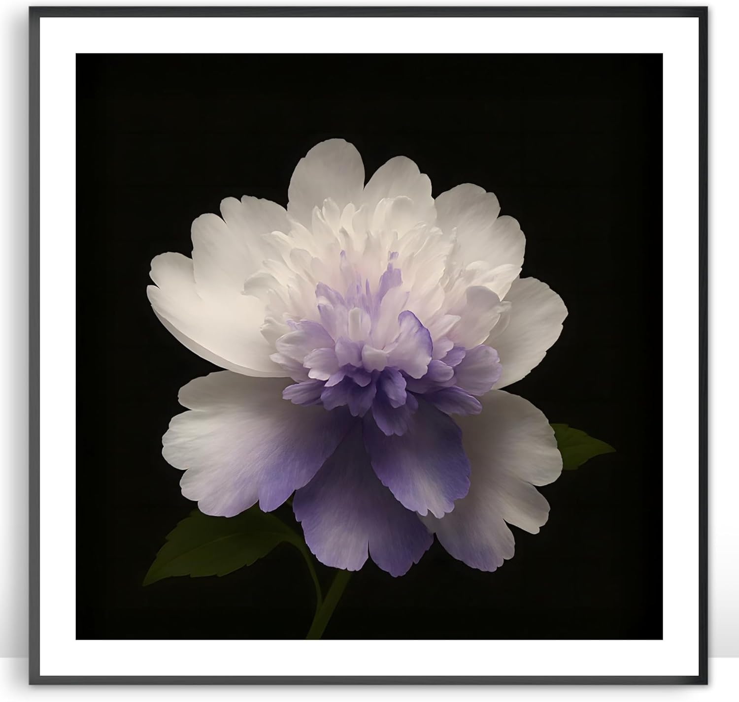 Moonow7 Purple and White Peony Wall Art Prints, Square Botanical Poster Picture, Vintage Floral Artwork for Living Room, Entryway, Office or Bedroom Home Decor, Unframed, Size 20x20 inch / 50x50 cm