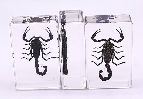 Miniatura 4 de Escarabajo Chafer verde esmeralda de unicornio real de 1.732 in en espécimen de resina de lucita cristalina, insecto Trigonóforo preservado,