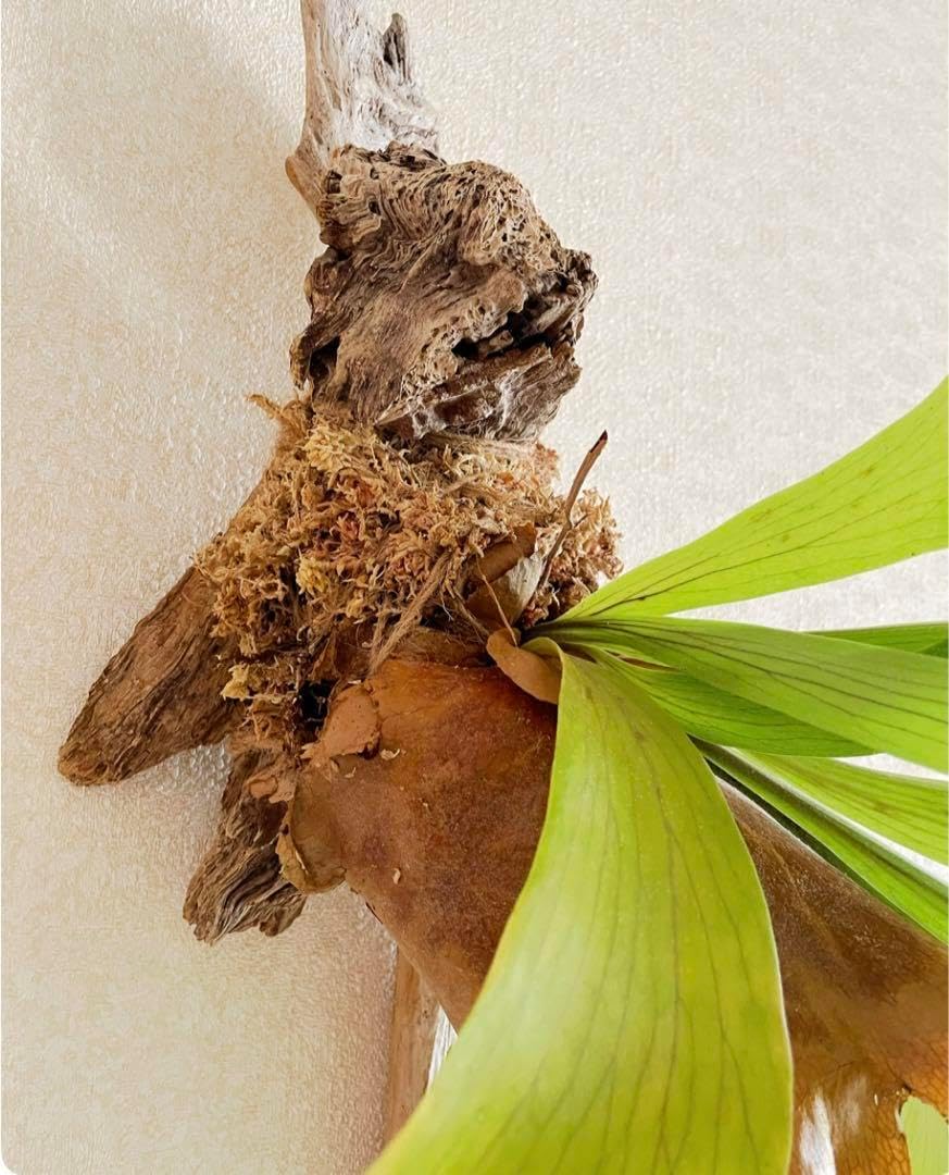 流木コウモリラン 特大 コウモリラン ビカクシダ 流木ハンギング
