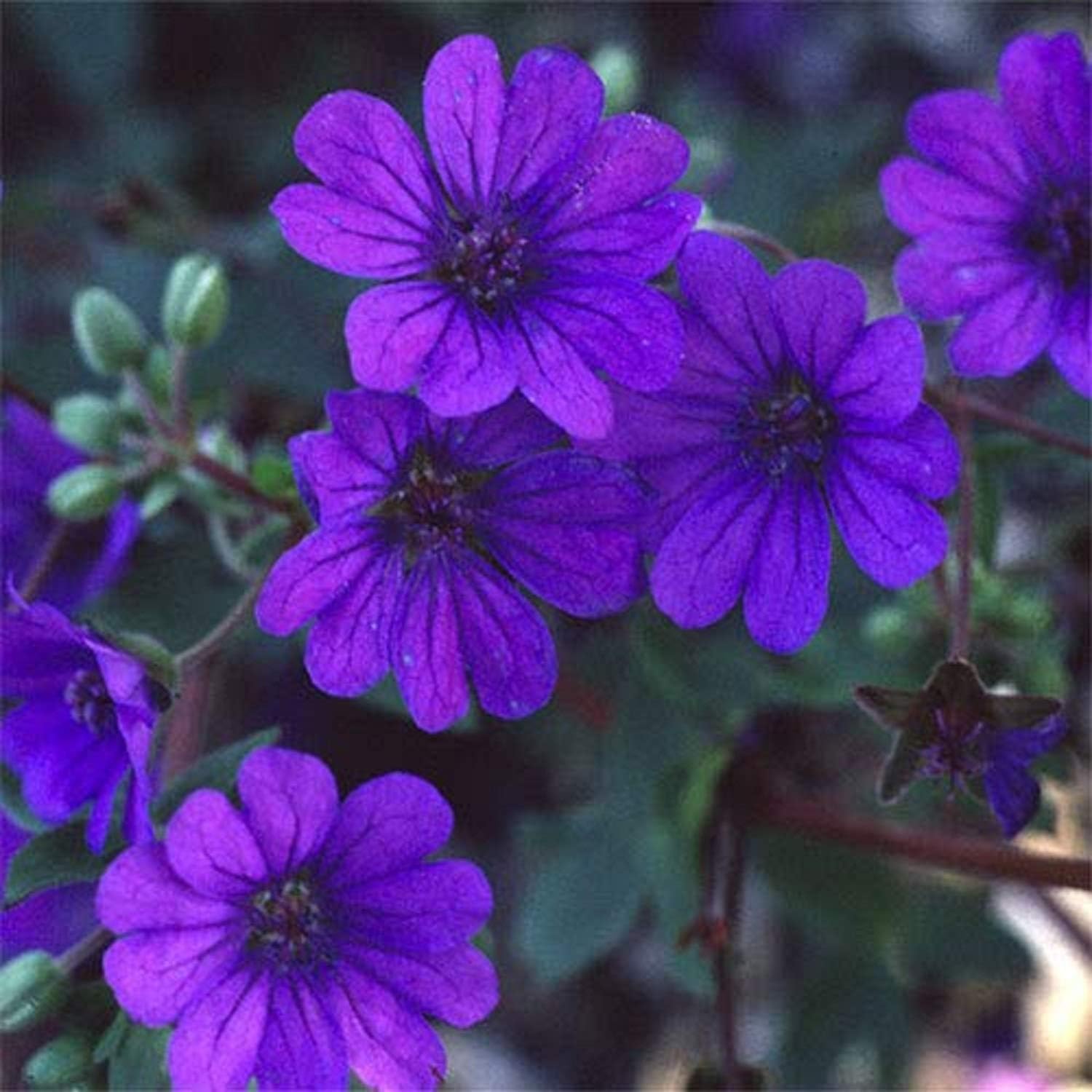 Plant World Seeds Geranium Pyrenaicum 'Bill Wallis' Seeds (Perennial