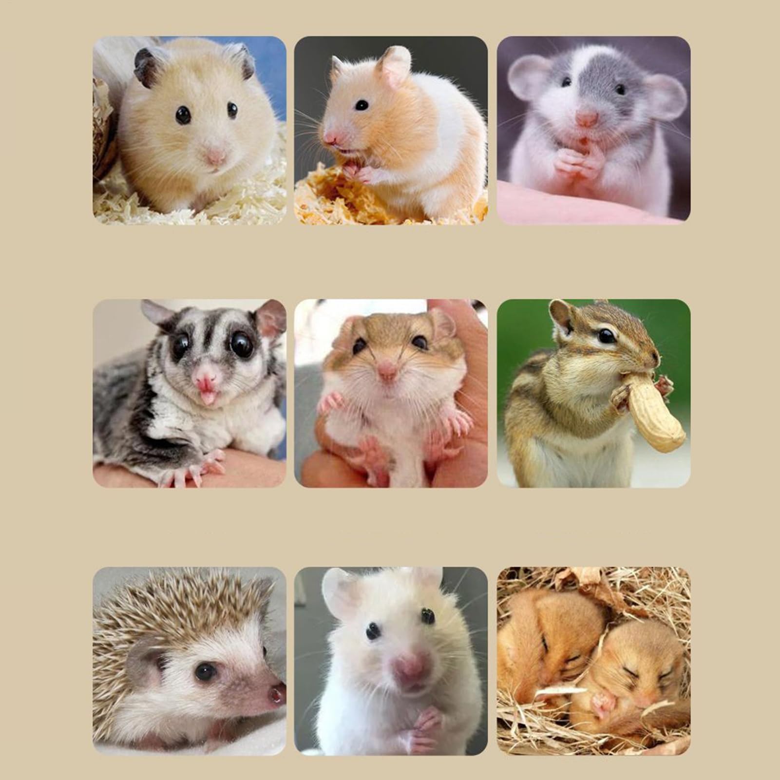 Hamsterkäfig mit Laufrad - Extra großer Acryl-Doppelschichtiger Lebensraum mit Zubehör für Kleintiere - Perfekt für Reisen und Zuhause