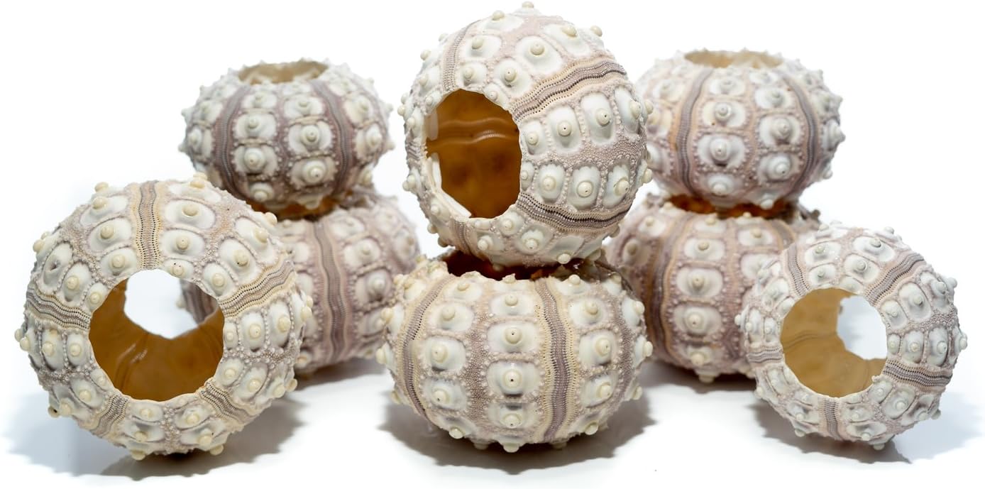 Nautical Crush Trading Sea Urchins Shells for Air Plants - 8 Purple Sputnik (1.5-3") Sea Urchin Shells - Hanging Air Plant Holder - Air Plants Live Holders - Air Plant Pot - No Plants Included