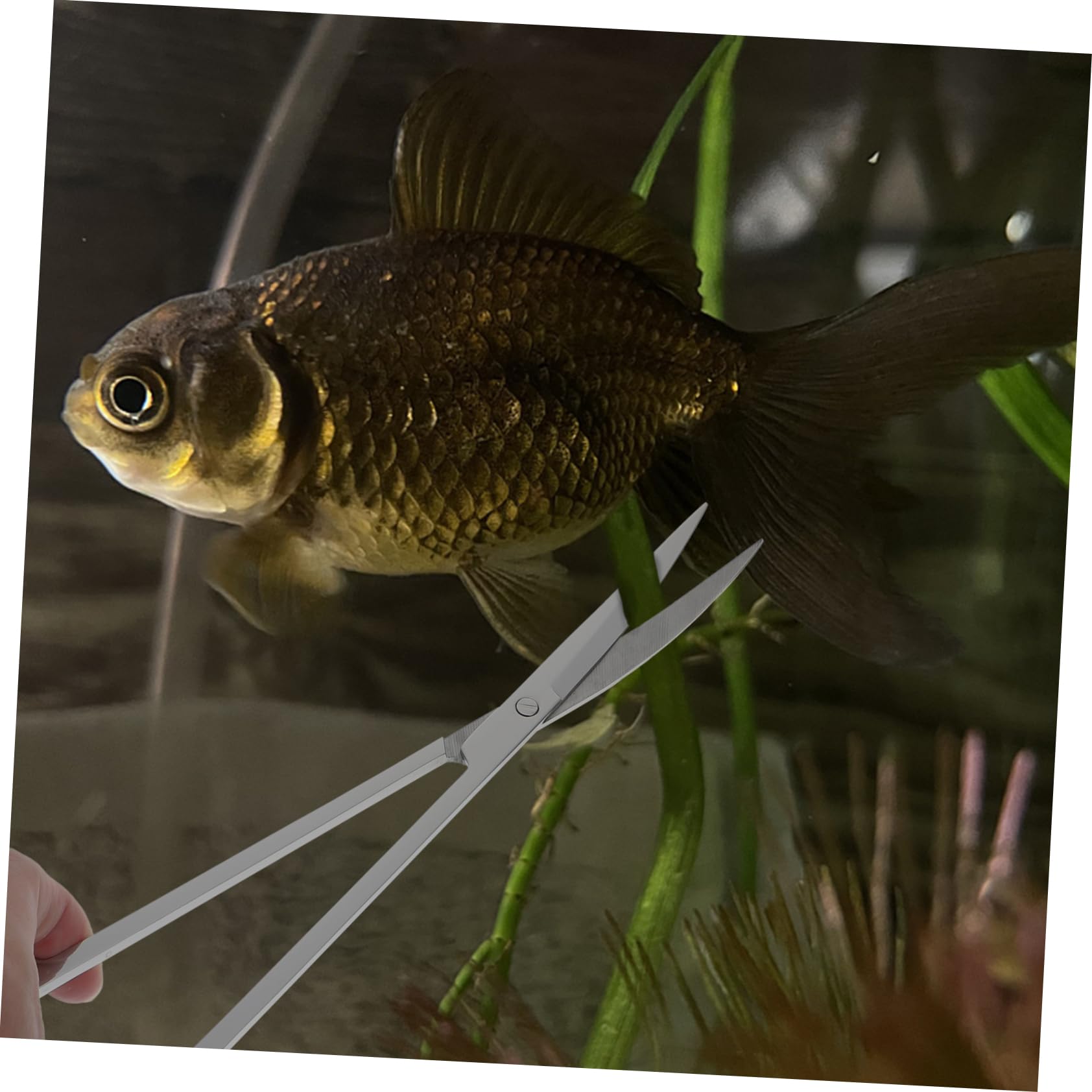 COLLBATH Set of Stainless Aquarium Scissor Multi-Function Shovel Scraper Tweezer for Tank Cleaning Accessories