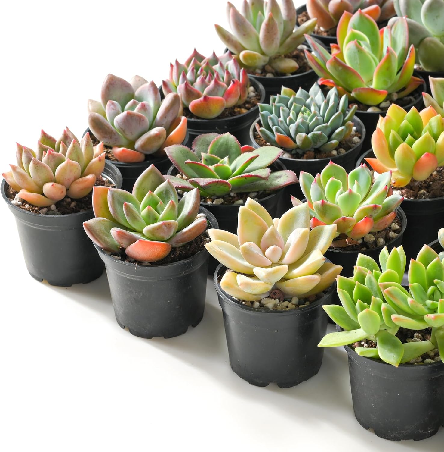Sprout N Green Live Succulent Plants, 30 Pack Assorted Real Succulents Potted in 2" Starter Pot with Soil Mix, Rare Small Indoor House Plants for Home Garden Wedding Decor Party Favor