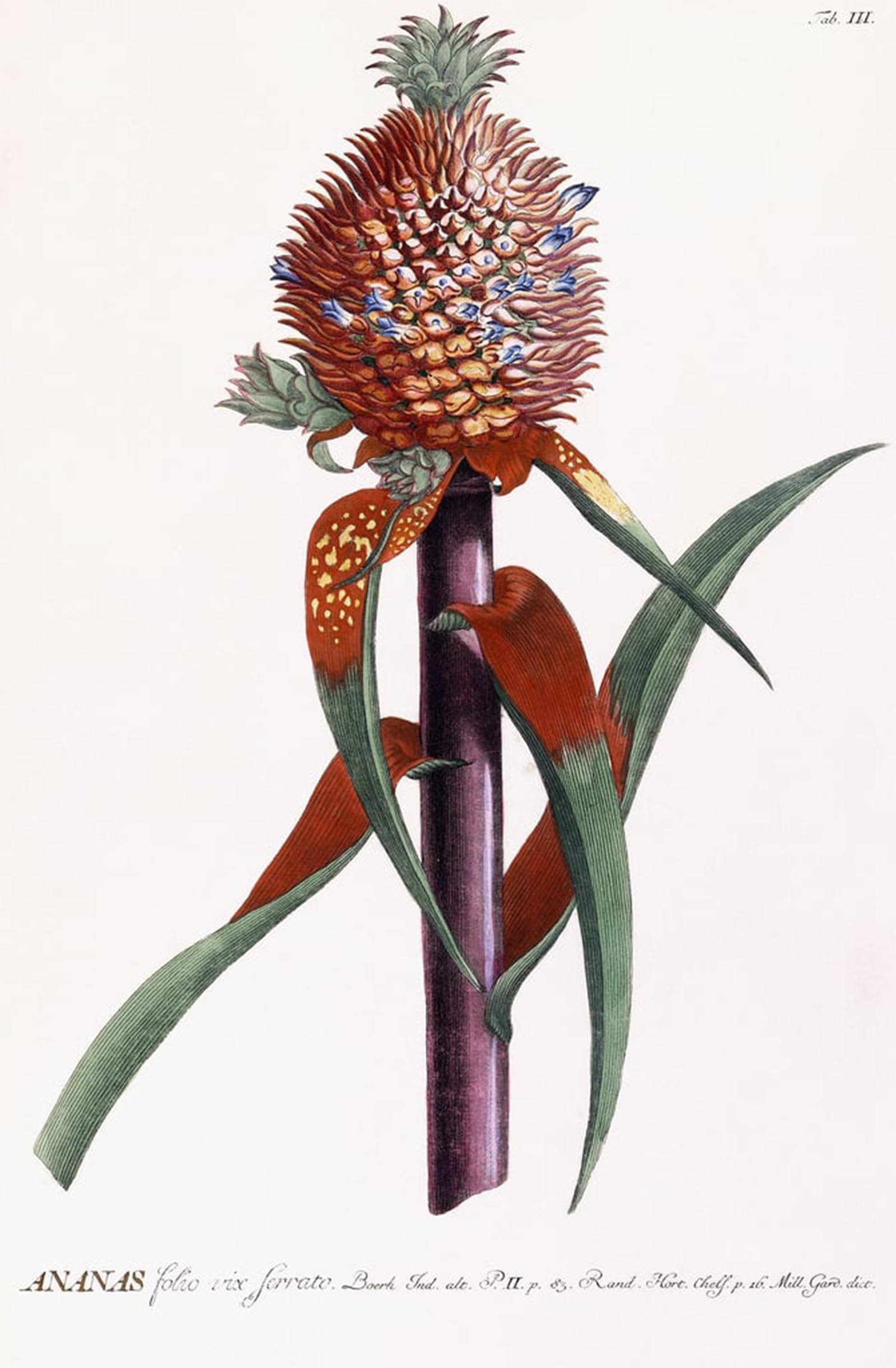 Artxlxxbn No Frame Famous Painting Canvas Artwork Graffiti Print Ananas By Georg Dionysius Ehret Portrait Canvas Image For Home Decor 60X90cm