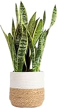 Costa Farms Live Snake Plant, Sansevieria, Easy Care House Plant in Modern Decor Pot, Houseplant in Potting Soil Mix, Succulent Plant Gift for Housewarming, Office and Home Decor, 2-3 Feet Tall