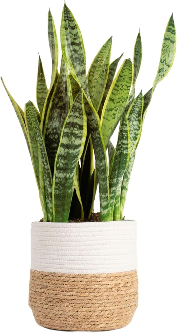 Costa Farms Snake Plant, Live Plant in Decorative Pot, Easy to Maintain, Large Air Purifying Succulent Indoor Houseplant, Assorted Variety, Home, Room, or Office Décor, 2-3 Feet Tall