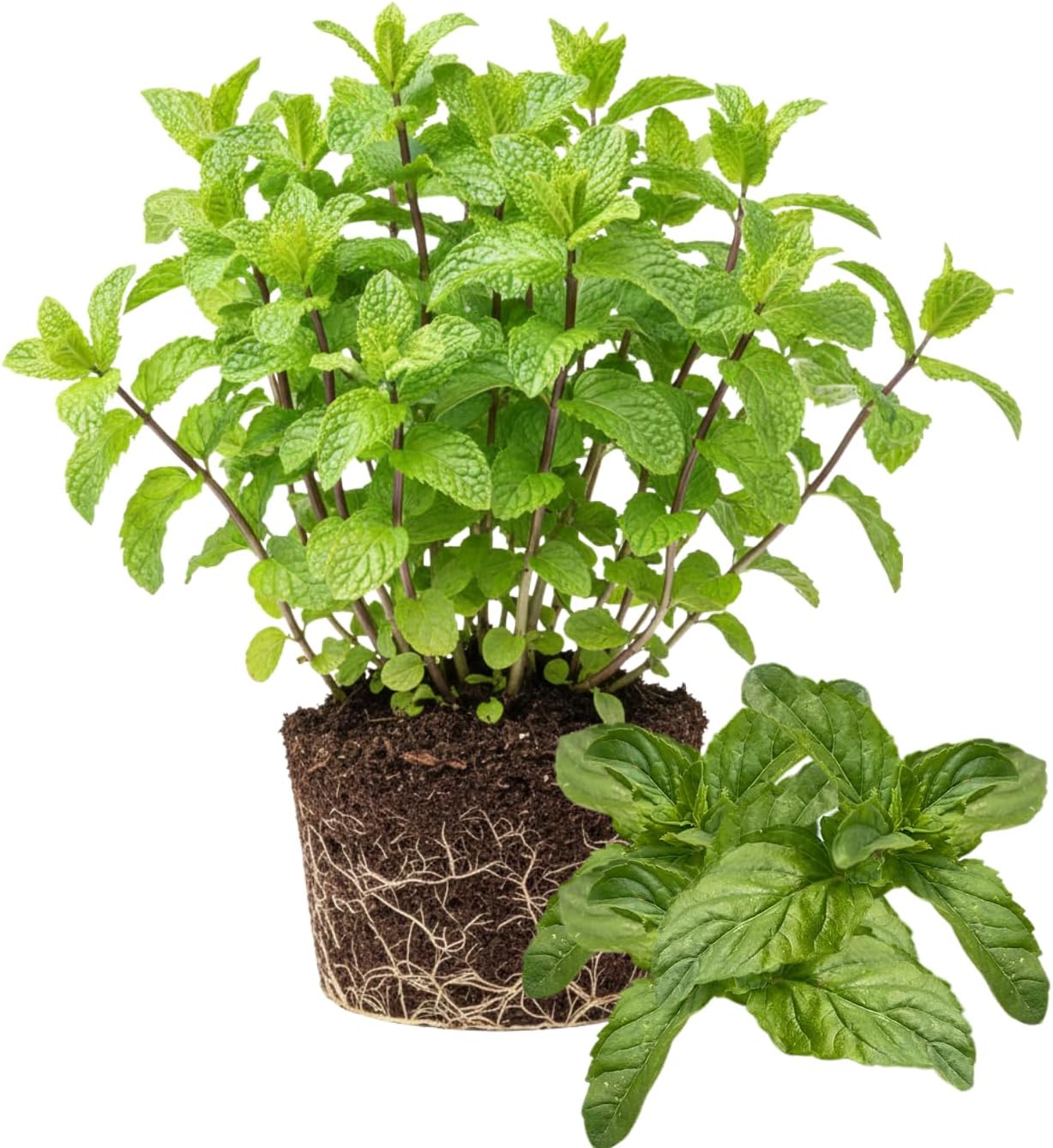 TANKDA Sets 2 Live Mint Plants Herb in 3.5" Pot, Fresh Mojito for Indoor Outdoor Growing, Spring Planting, 5-9" in Tall