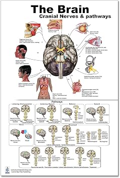 Blue Tree Publishing The Brain Poster 24x36inch, Waterproof, Cranial Nerves & Pathways