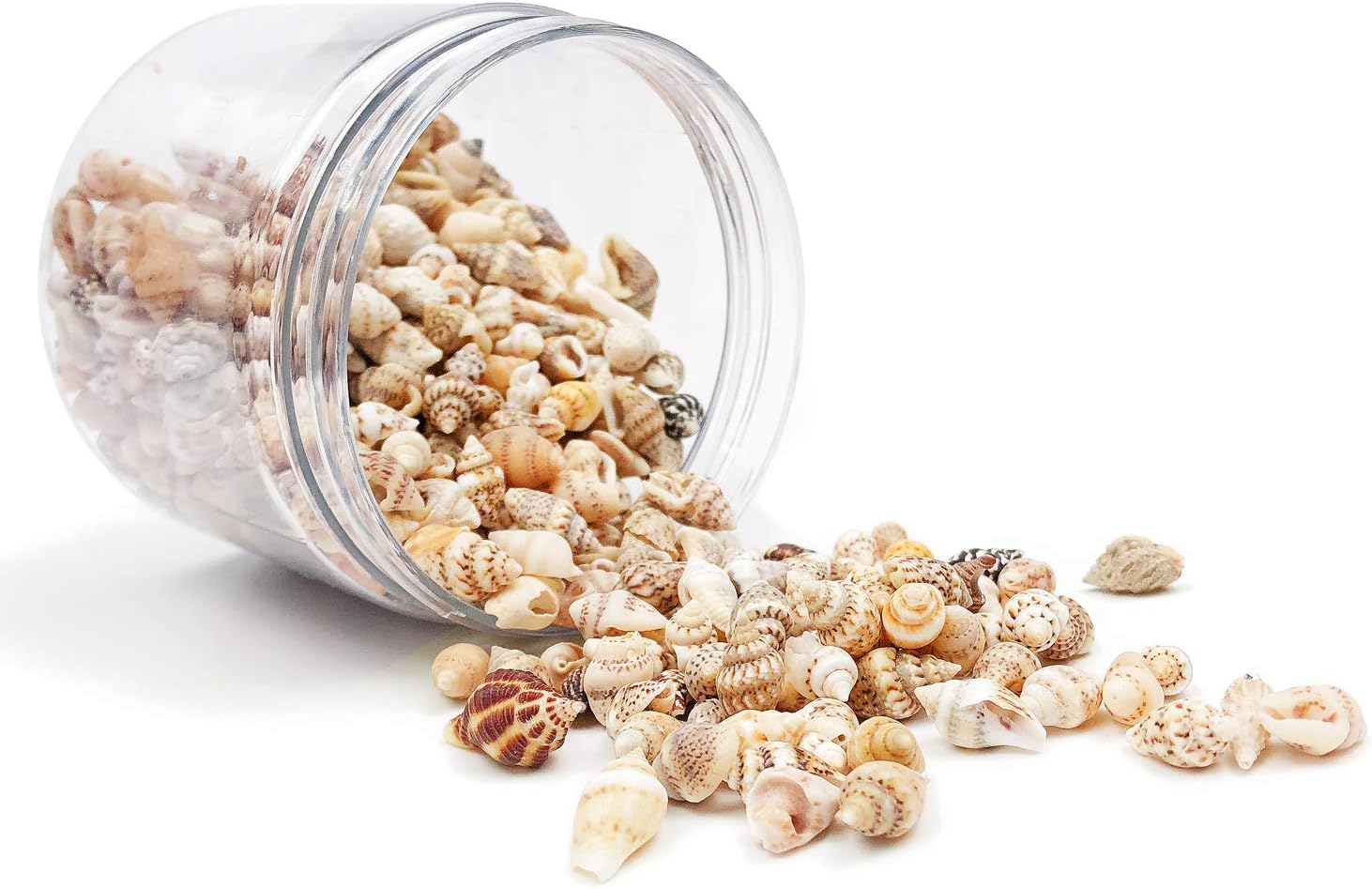 About 700-800 Pcs Small Sea Shell Ocean for Crafts Beach Spiral Seashells, Home Decoration, Beach Theme Party Wedding Decor, Fish Tank Vase Fille, Length 7-12mm