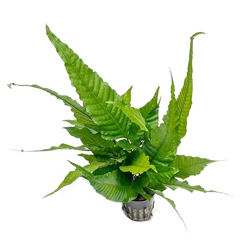SubstrateSource Live Plants - El Niño Fern (Bolbitis heteroclita) -