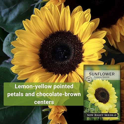 Miniatura 3 de Sow Right Seeds - Semillas de girasol Lemon Queen para plantar - Paquete de reliquia sin OMG con instrucciones para cultivar - Floraciones de color