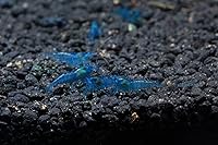 Vista 3 de Acuario vivo de agua dulce Camarones Neocaridina (terciopelo azul (paquete de 5))