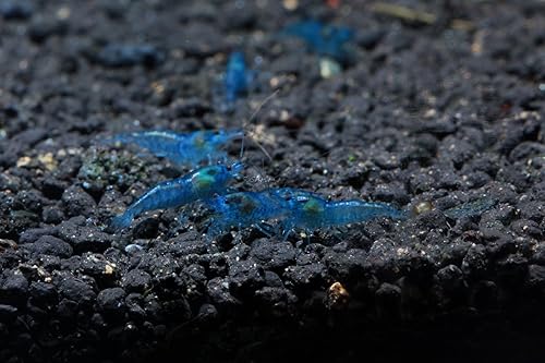 Miniatura 3 de Blue Velvet Shrimp - Camarones vivos de agua dulce para acuario - 14 a 1 pulgada de largo (paquete de 5)