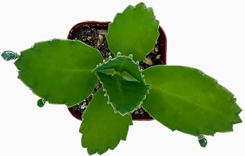 Colecciones de cactus suculentas de 2 pulgadas (sombrero mexicano Kalanchoe Diagremontiana) disponible en Yaxa Peru