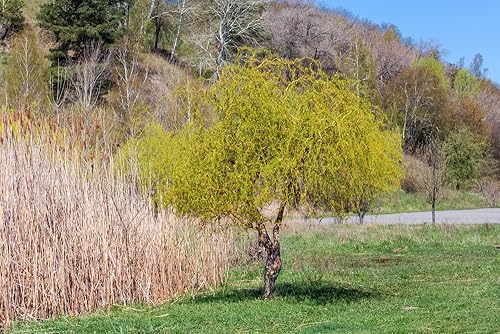Miniatura 2 de Willow Trees Gold Curly - Árboles atractivos de buena suerte de rápido crecimiento - Este para cultivar árboles de paisaje, jardín o patio (20