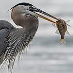 Review Image by N. Wang N. Wang