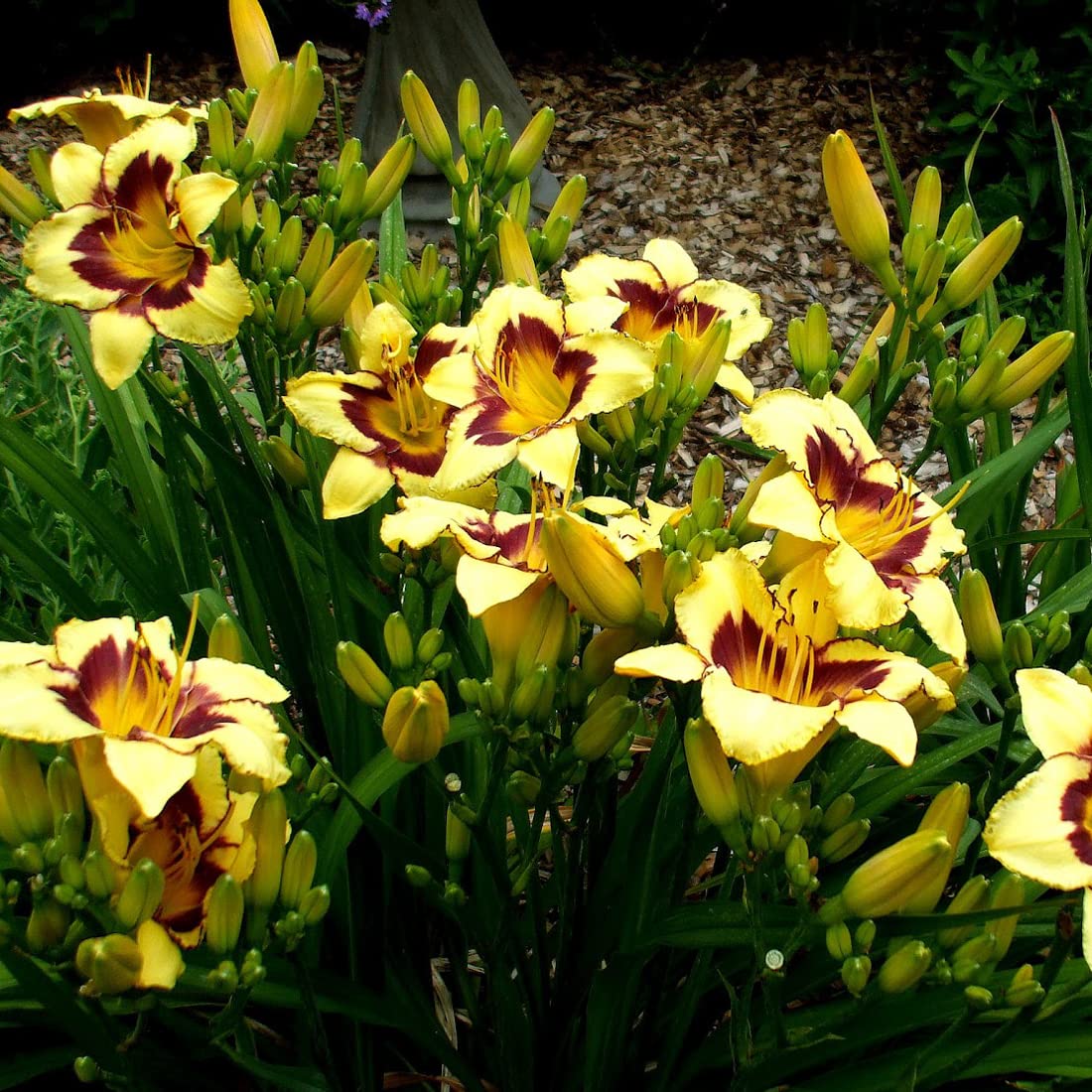 12 unità Hemerocallis 'El Desperado' - Giglio Diurno Vaso 9x9cm ±1 m² - Pianta con Fiori Arancioni e Verde Scuro