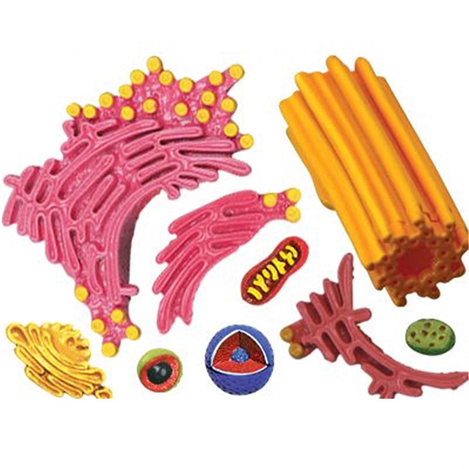 Modello di cellule animali visive 4D, Organelli cellulari di anatomia, struttura di apprendimento della microbiologia per l'educazione scientifica