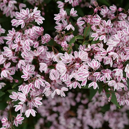 Miniatura 2 de Yuki Kabuki™ - Deutzia - Maceta de 4" - Ganadores probados