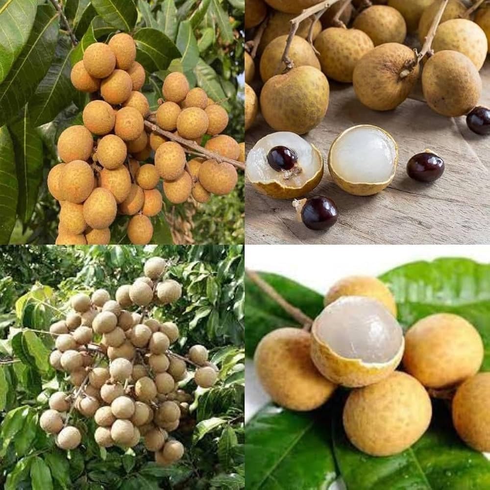 SINGO POINT Dragon Eye Longan Fruit Sweet Juicy Pack of 1 | Rare Tropical Fruit, Mini Litchi, Translucent White Flesh, Fresh from Tree, Unique Dark Seed-picture-14