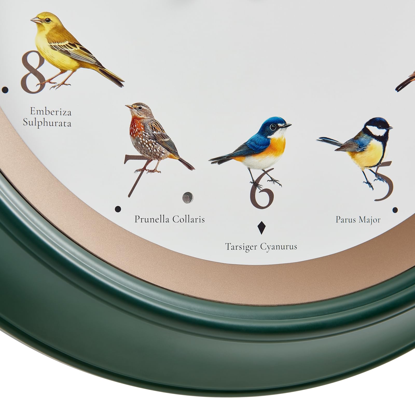 CLXEAST Reloj de pared de pájaro cantando de 45,7 cm, luz nocturna iluminada, acabado verde bosque