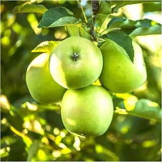 Granny Smith Apple Tree 3-4ft Tall in 6L Pot Ready to Fruit,Self-Fertile,Green with Sharp Taste 3fatpigs®