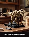 Nifeliz T. Rex Fossils Model Building Set, Tyrannosaurus Rex Dinosaur Skeleton Building Set for Adults, Ideal Gift for Fossils Lovers (826 PCS, NF10343)