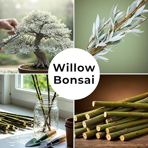 Miniatura 3 de Árbol bonsái de sauce blanco enano vivo, de crecimiento rápido, material de bonsái para interiores y exteriores