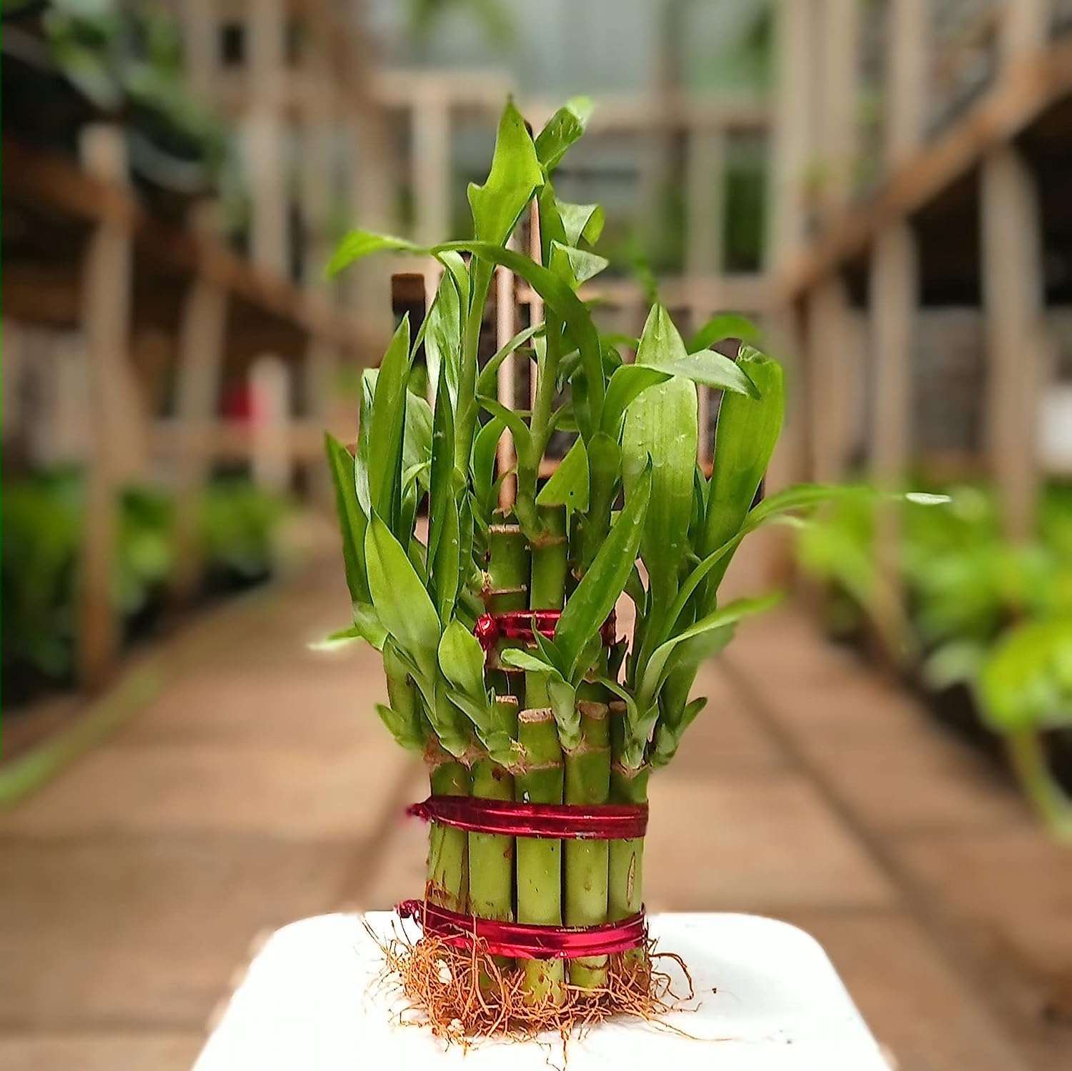 UGALOO® Two layer Lucky Bamboo Tree Plant without Pot, Plants for Indoor Home Decoration (B0C9D5CJGZ) Amazon Price History, Amazon Price Tracker