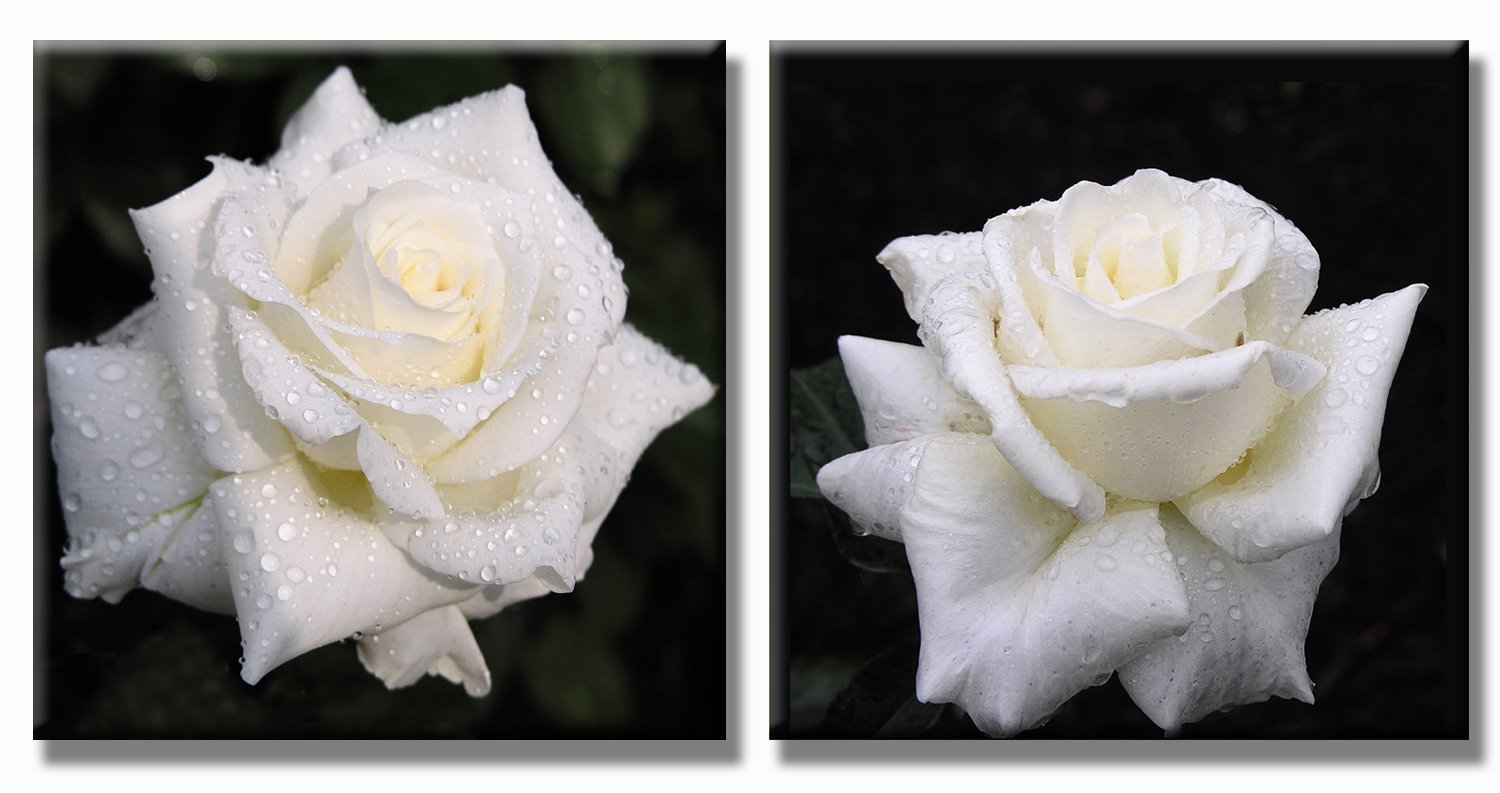 SEVEN WALL ARTS White Rose Canvas Wall Art Flower Photo Picture Black and White Floral Paintings Artwork for Bedroom Living Room Kitchen Room Home Décor 24 x 24 Inch x 2 Pcs