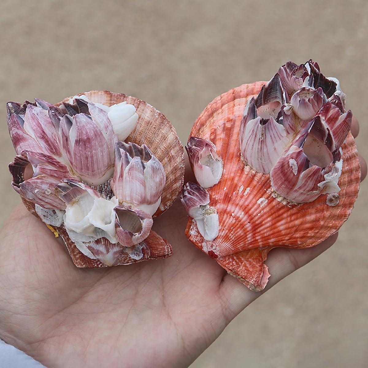Amazon.co.jp: 海浜貝殻の大粒ナチュラル、 フジツボ ホタテ貝 天然