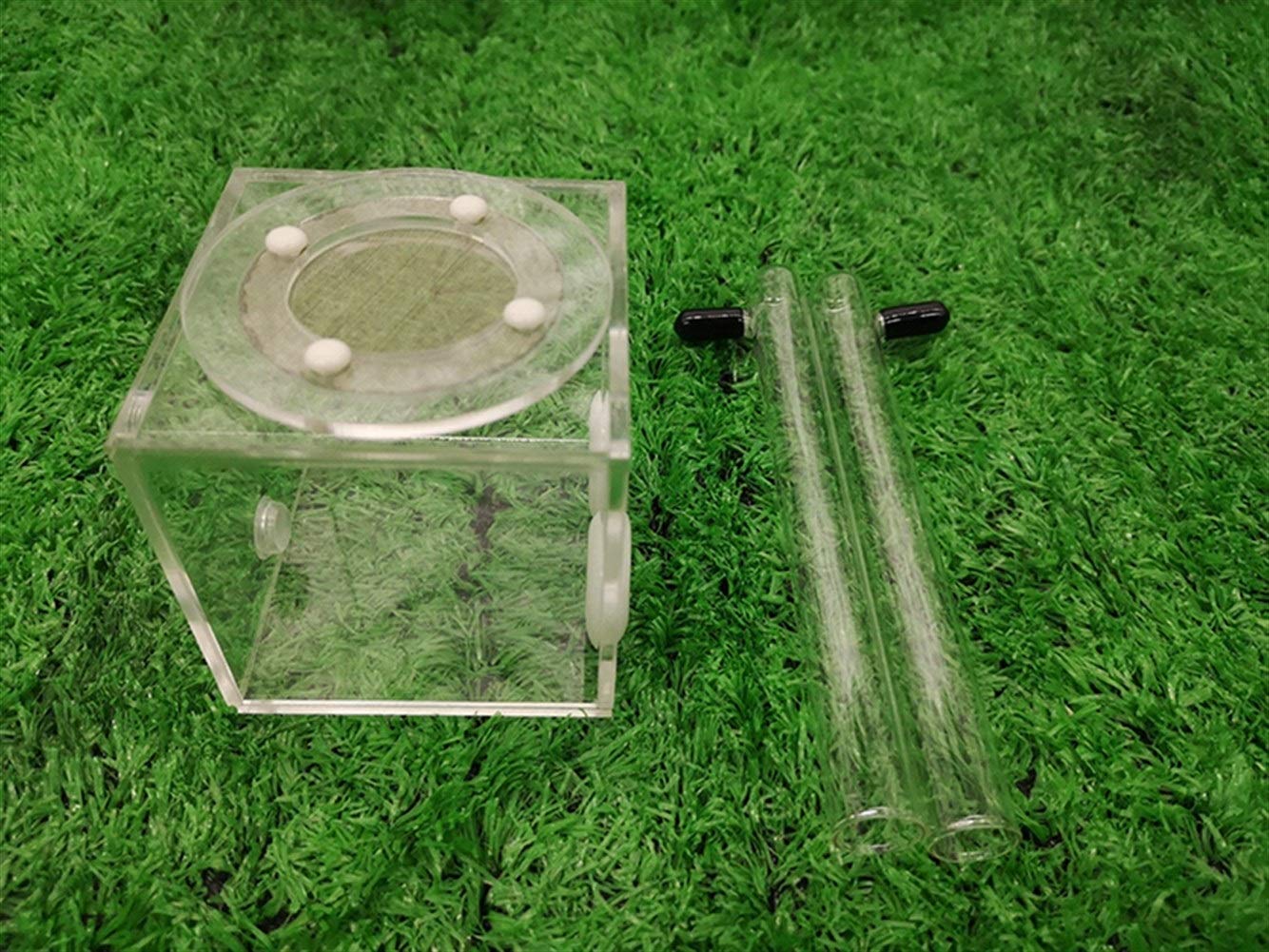 Nid Fourmis Acrylique Ant Habitat Ants Farm Transparent Boîte Fourmilière Fourmi Nid Educational Insecte Villa 7 X 7 X 7cm Animaux Mania Maison Anniversaire Cadeau
