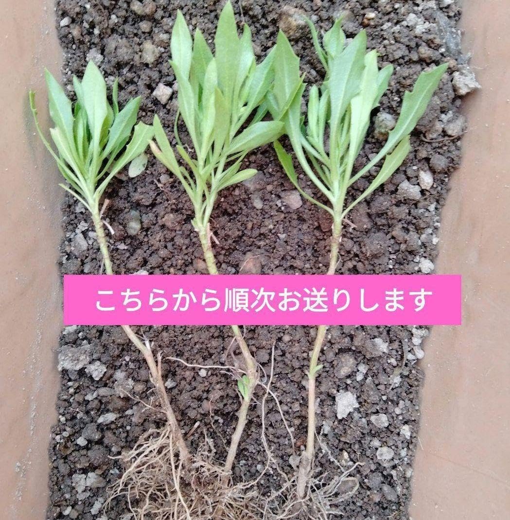 オステオスペルマム苗 1苗です ＋選べるおまけつき オステオスペルマム苗 1