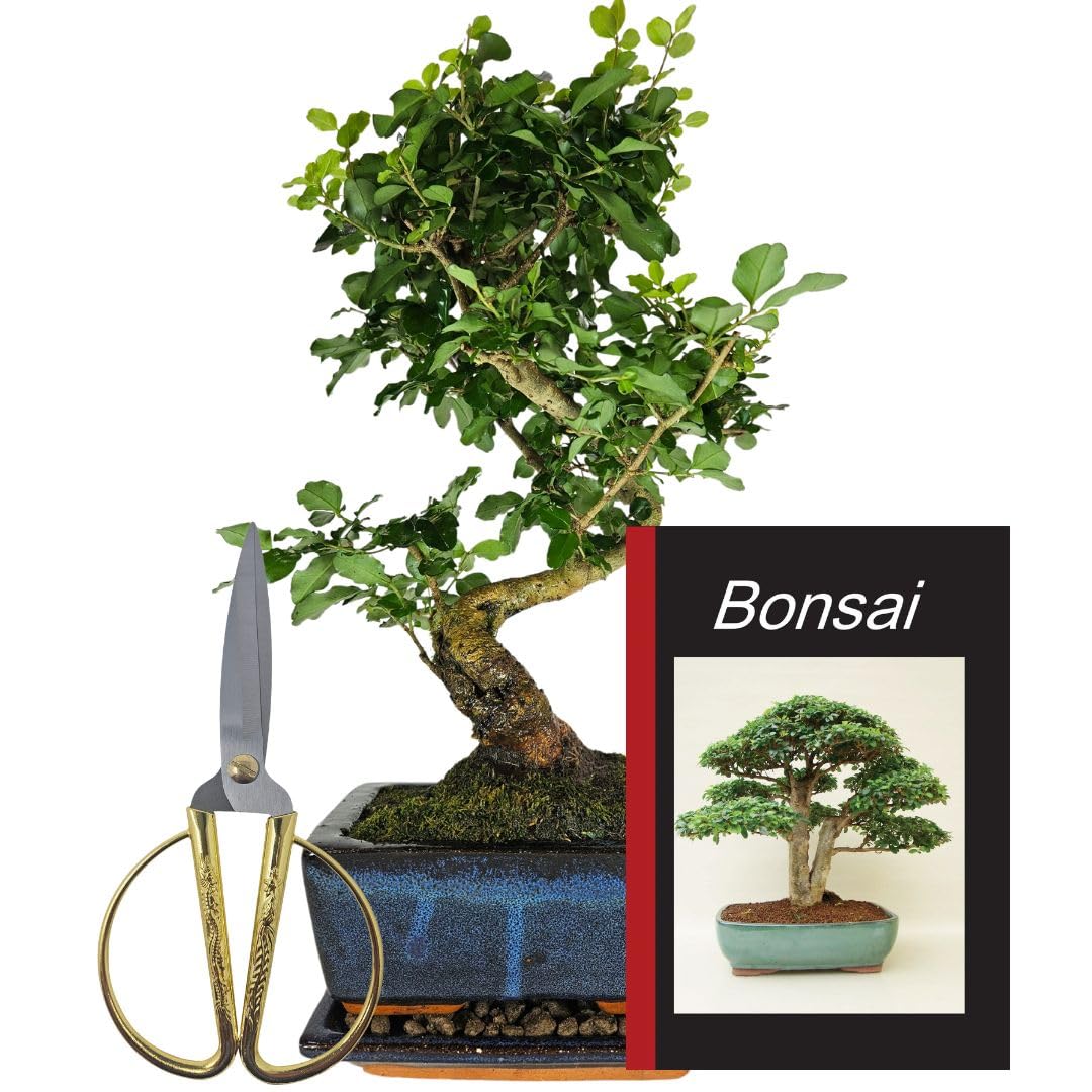 Genki-Bonsai Starterset Chinesischer Liguster ca. 30 cm