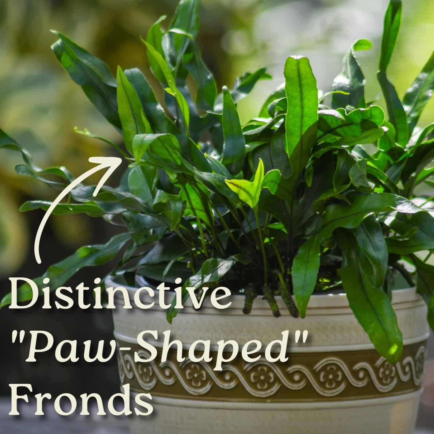 Kangaroo Paw Fern Plant - Small Fern Plants Live - Overall Height 10" to 14" - 1 Gallon Pot - Tropical Plants of Florida