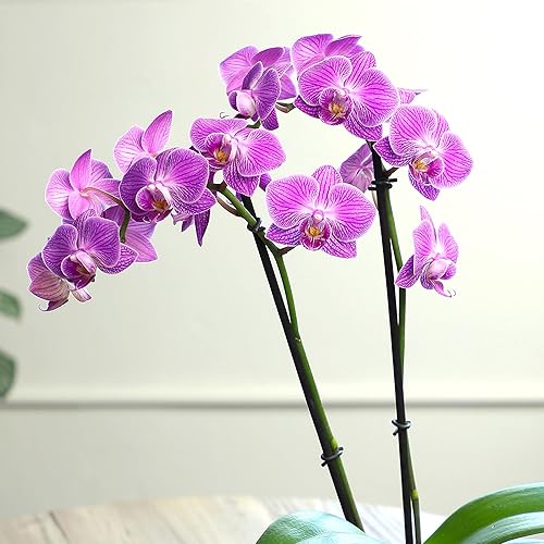 Miniatura 7 de Planta de orquídea viva morada prémium que florece en maceta de orquídeas azules y blancas de 3.5 pulgadas, plantas vivas, regalos de plantas de