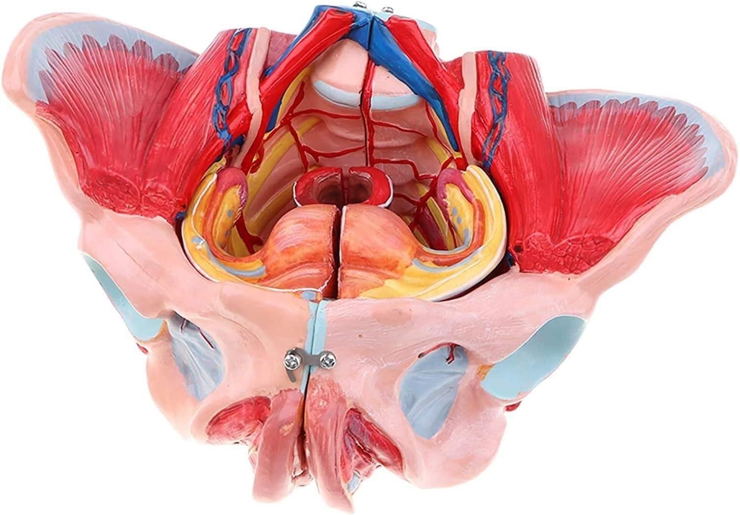 Model anatomiczny człowieka anatomiczny model miednicy żeńskiej z wyjmowanymi narządami, model anatomiczny, model szkieletu miednicy żeńskiej, 4-częściowy, model anatomiczny naturalnej