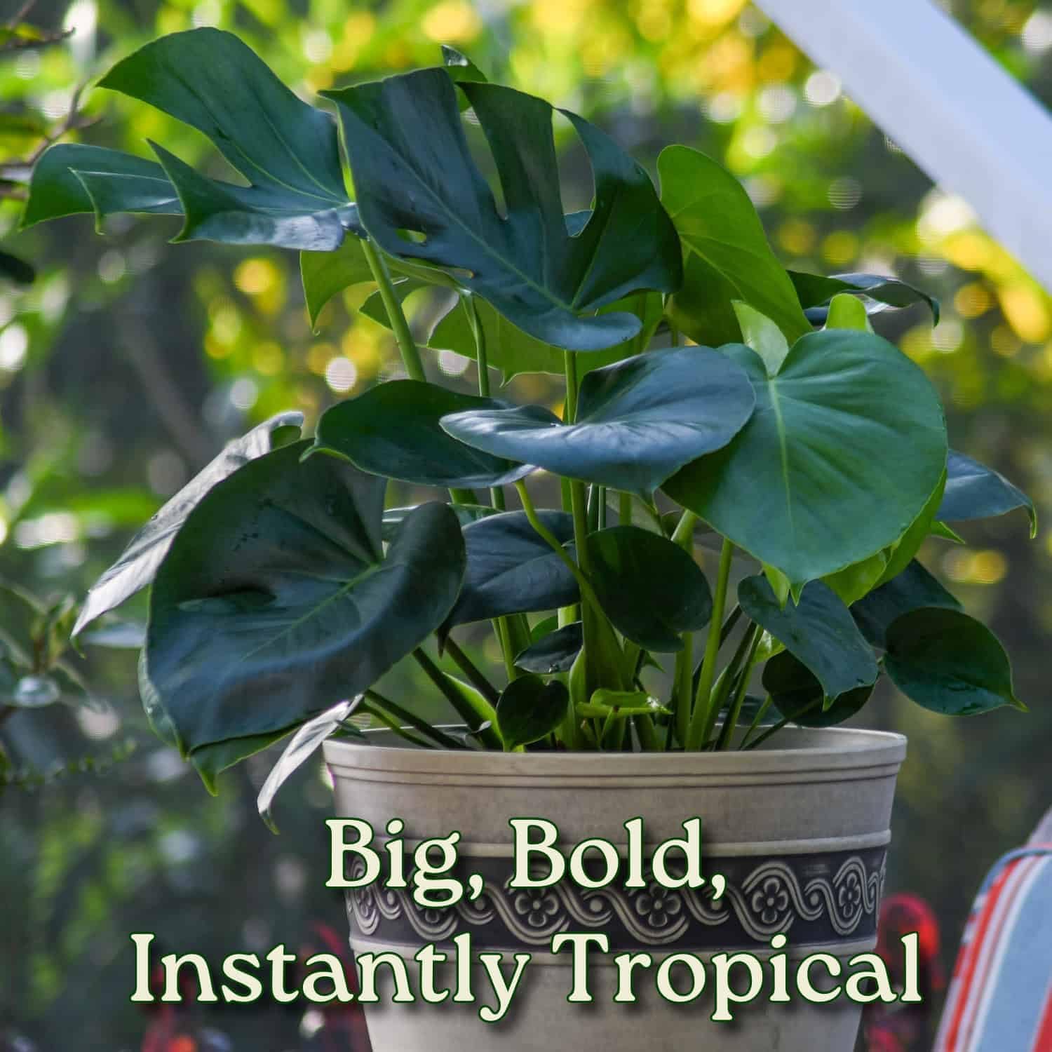 Monstera Delicioso - Swiss Cheese Plant - Overall Height 24" to 28" - Tropical Plants of Florida (Plant + Fertilizer + Soil)